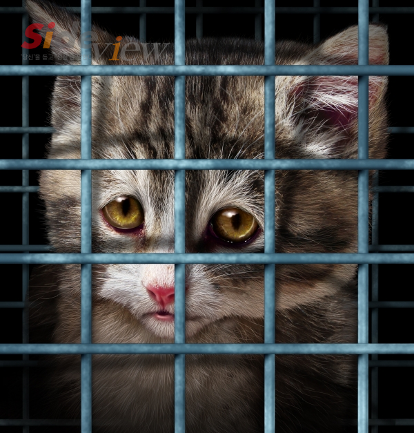 출처 : 이미지투데이 - 동물실험으로 인해 갇혀있는 고양이
