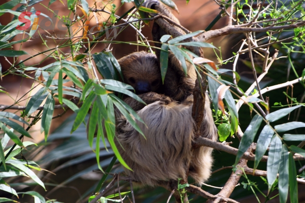 출처 : 이미지투데이-낮잠자고 있는 나무늘보