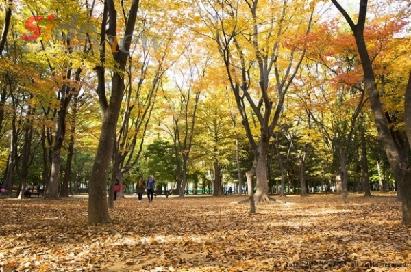 출처: 서울의산과공원(가을의 양재시민의숲)