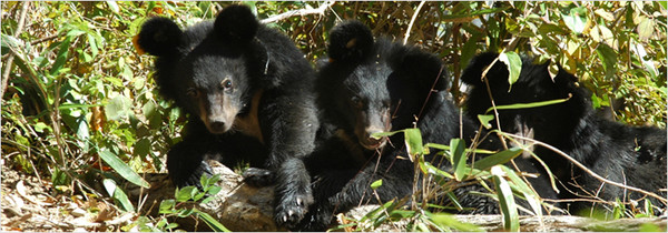 출처: 국립공원공단(멸종 위기 야생생물 1급 반달가슴곰 사진)