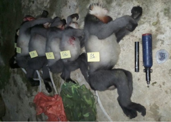 출처 : VN익스프레스 캡처 (베트남에서 멸종위기종인 랑구르 원숭이 5마리가 사살된 채 발견됐다.)