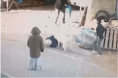 출처 : 보배드림 인스타그램 (산책하던 흰 색 개가 중년 여성에게 달려드는 모습)