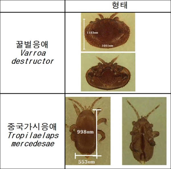 노랑알락하늘소·매미나방·꿀벌응애… 정부, ‘해충과의 전쟁’ 총력전